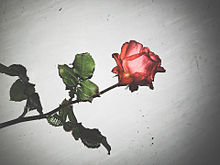 薔薇の画像(#ロック画面に関連した画像)