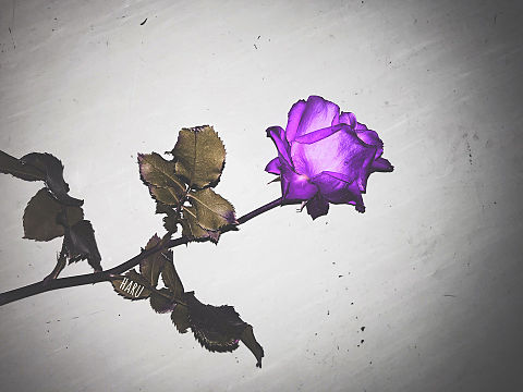 壁紙 紫 薔薇の画像12点 完全無料画像検索のプリ画像 Bygmo