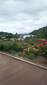 山形県 村山市にある東沢バラ公園の画像(山形に関連した画像)