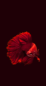 カッコイイ 魚の画像13点 完全無料画像検索のプリ画像 Bygmo