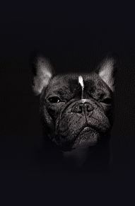 犬 原画の画像(パグに関連した画像)