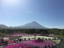 芝桜の画像(富士山に関連した画像)