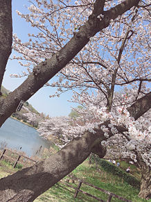 とある公園の桜の画像(とあるに関連した画像)