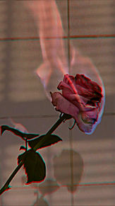 おしゃれ 壁紙 薔薇の画像246点 完全無料画像検索のプリ画像 Bygmo