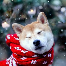 冬 柴犬の画像22点 完全無料画像検索のプリ画像 Bygmo