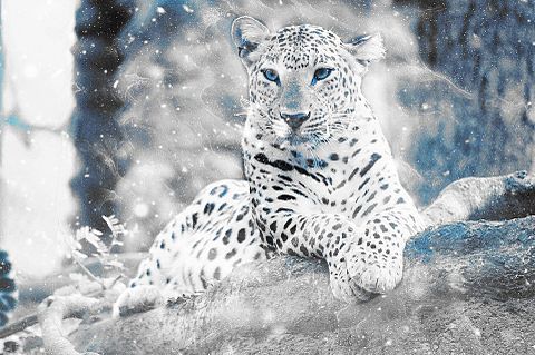雪豹の画像2点 完全無料画像検索のプリ画像 Bygmo