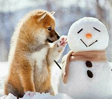 かわいい 冬 柴犬の画像6点 完全無料画像検索のプリ画像 Bygmo