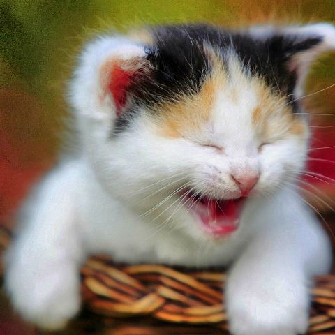 笑う子猫の画像(プリ画像)