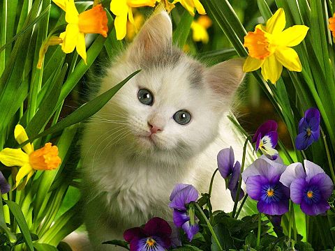 子猫と春の花の画像(プリ画像)
