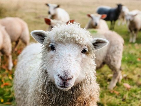 カメラ目線の羊🐏の画像(プリ画像)