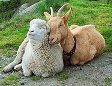 動物 可愛い 羊の画像10点 完全無料画像検索のプリ画像 Bygmo