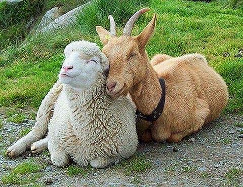 羊と山羊の画像(プリ画像)