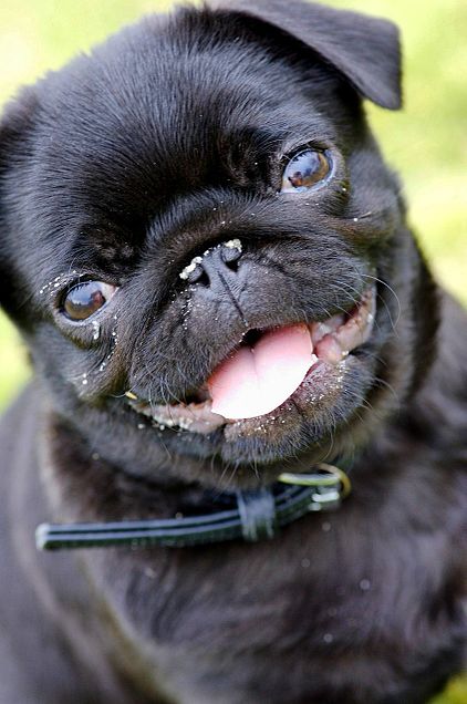かわいい パグ 動物 犬の画像12点 完全無料画像検索のプリ画像 Bygmo