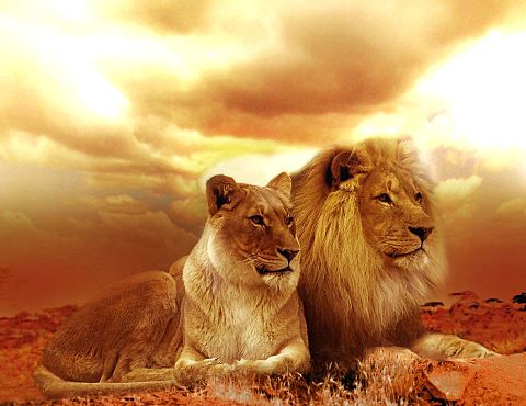 ライオンのカップルの画像(プリ画像)