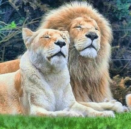 ライオンのカップルの画像(プリ画像)