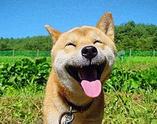 犬 癒し 笑顔の画像6点 完全無料画像検索のプリ画像 Bygmo