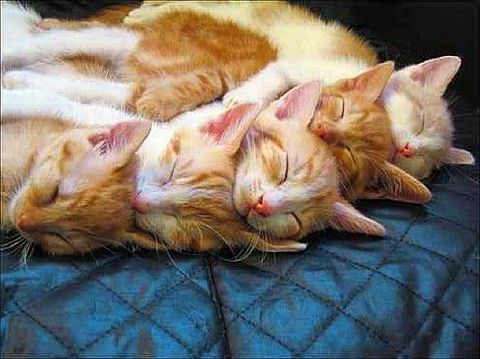 整列して寝る猫の画像(プリ画像)