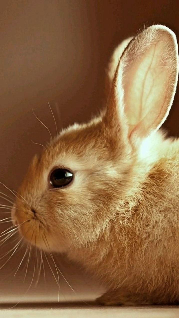 ウサギの横顔 完全無料画像検索のプリ画像 Bygmo