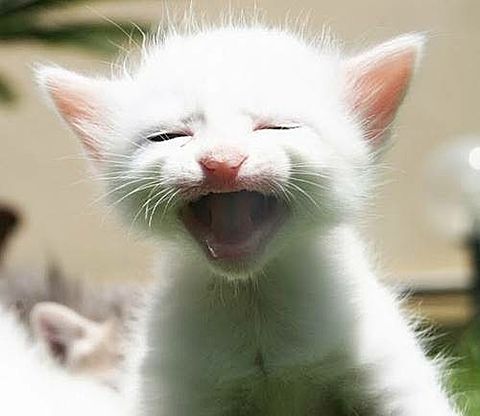 笑う子猫 完全無料画像検索のプリ画像 Bygmo