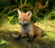 動物 子狐の画像6点 完全無料画像検索のプリ画像 Bygmo