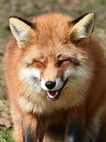 狐 顔の画像84点 完全無料画像検索のプリ画像 Bygmo