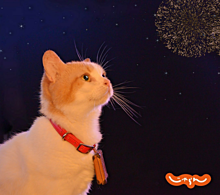 猫 花火の画像38点 完全無料画像検索のプリ画像 Bygmo