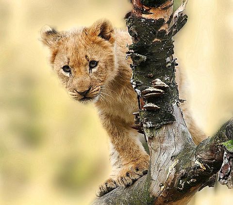 木登りする子ライオンの画像(プリ画像)