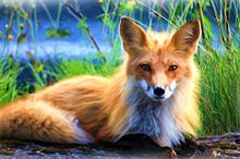 イラスト 可愛い 狐の画像27点 完全無料画像検索のプリ画像 Bygmo