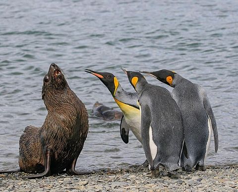 アザラシとペンギンの話し合いの画像 プリ画像
