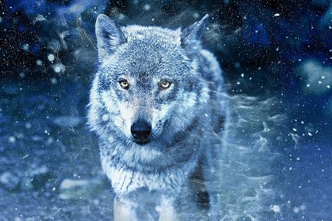 冬のオオカミ 完全無料画像検索のプリ画像 Bygmo