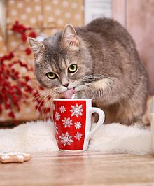 １２月の猫の画像(マグカップに関連した画像)