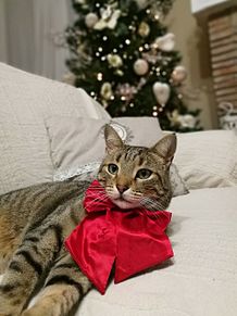 クリスマス 猫 可愛いの画像77点 完全無料画像検索のプリ画像 Bygmo