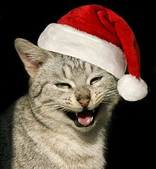 笑う 猫の画像39点 完全無料画像検索のプリ画像 Bygmo