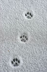 雪に肉球足跡🐾の画像(冬/雪に関連した画像)