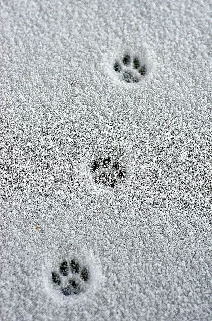 雪に肉球足跡🐾の画像 プリ画像