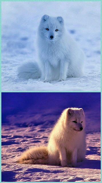 北極 動物の画像12点 完全無料画像検索のプリ画像 Bygmo