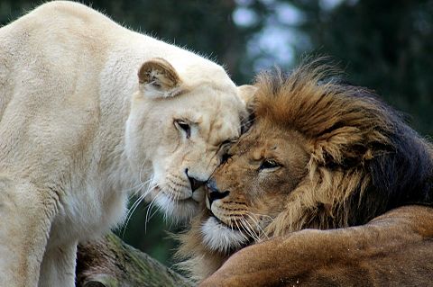 ライオンのカップル 完全無料画像検索のプリ画像 Bygmo