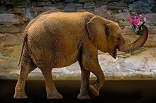 かわいい 象の画像399点 完全無料画像検索のプリ画像 Bygmo