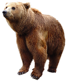 熊 動物の画像243点 完全無料画像検索のプリ画像 Bygmo