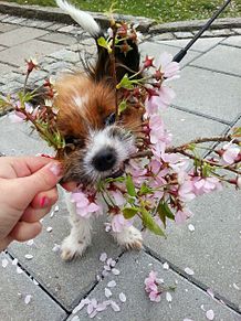 かわいい 子犬の画像474点 完全無料画像検索のプリ画像 Bygmo