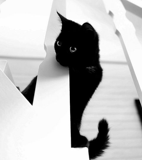 白黒 黒猫の画像94点 完全無料画像検索のプリ画像 Bygmo