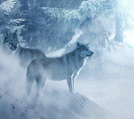 冬のオオカミ 狼 冬景色 完全無料画像検索のプリ画像 Bygmo