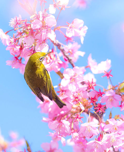 桜にメジロの画像 プリ画像