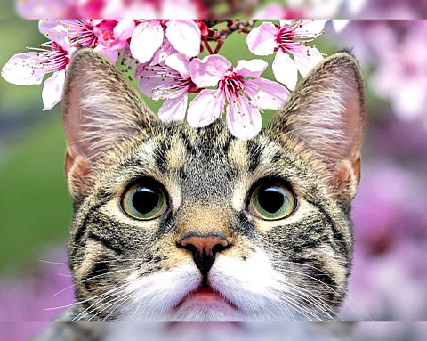 動物 桜の画像1点 完全無料画像検索のプリ画像 Bygmo