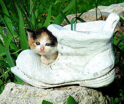 かわいい 子猫の画像1016点 完全無料画像検索のプリ画像 Bygmo