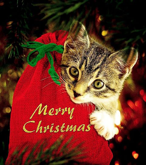 かわいい サンタ 猫の画像30点｜完全無料画像検索のプリ画像💓byGMO