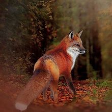秋の狐さん🦊の画像(落ち葉に関連した画像)