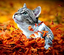 紅葉落ち葉と猫🍂🐈の画像(落ち葉に関連した画像)