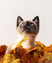 🍂落ち葉と猫🐈の画像(落ち葉に関連した画像)