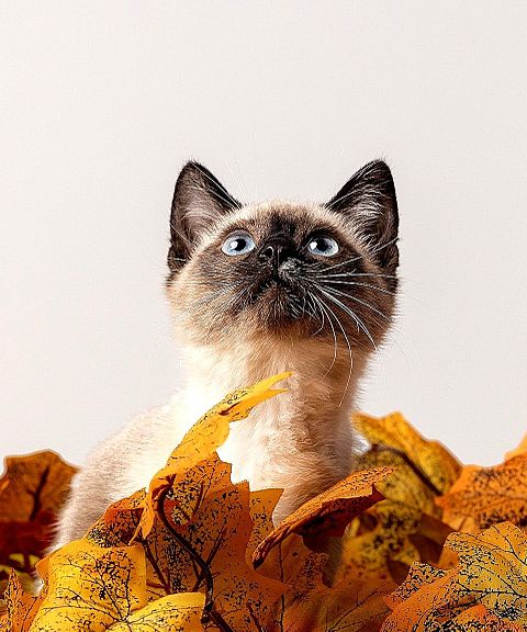 🍂落ち葉と猫🐈の画像 プリ画像